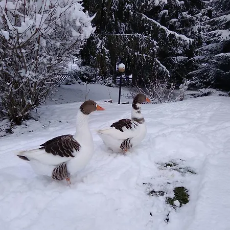 Zum Vogelnest Ferienhaus
