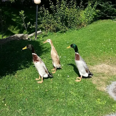 Zum Vogelnest