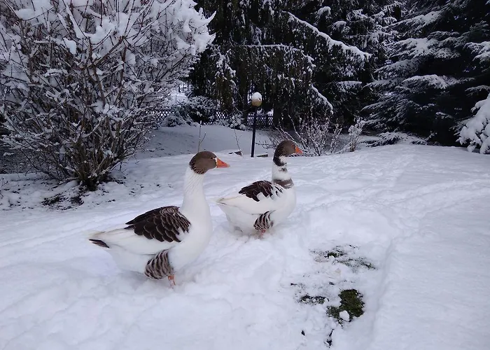 Zum Vogelnest Semesterbostad
